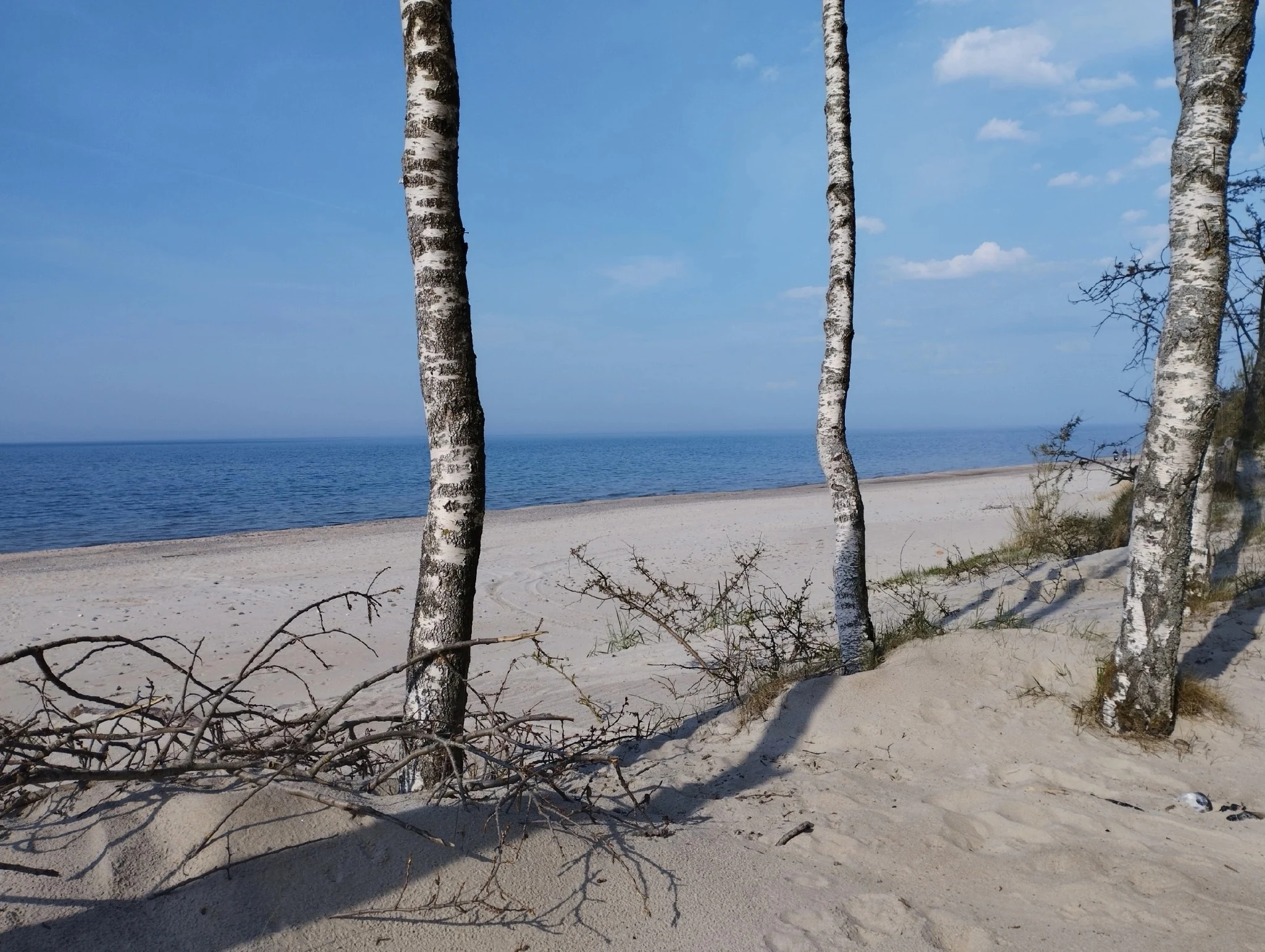 Берёзы на дюнах у Балтийского моря